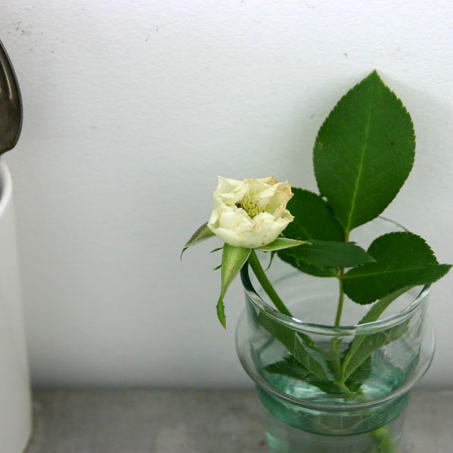 マチルダのバラ