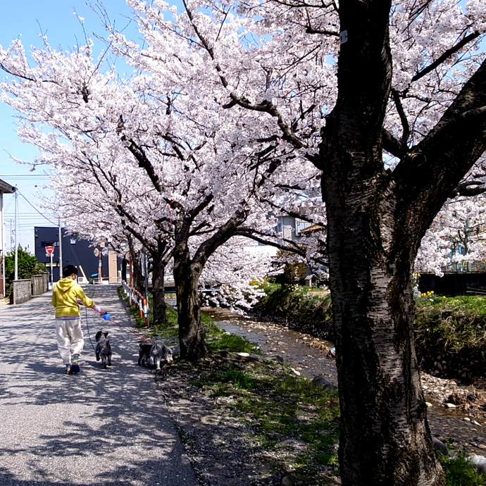 花見と散歩