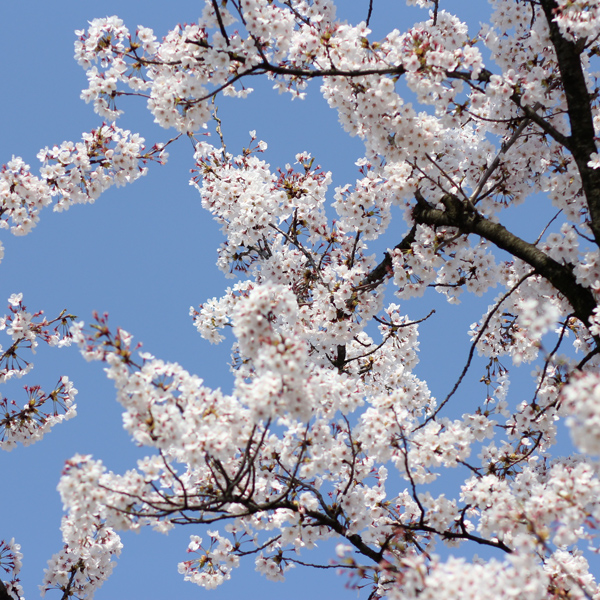 桜満開