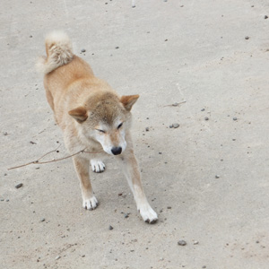 自然・おいしい料理・柴犬