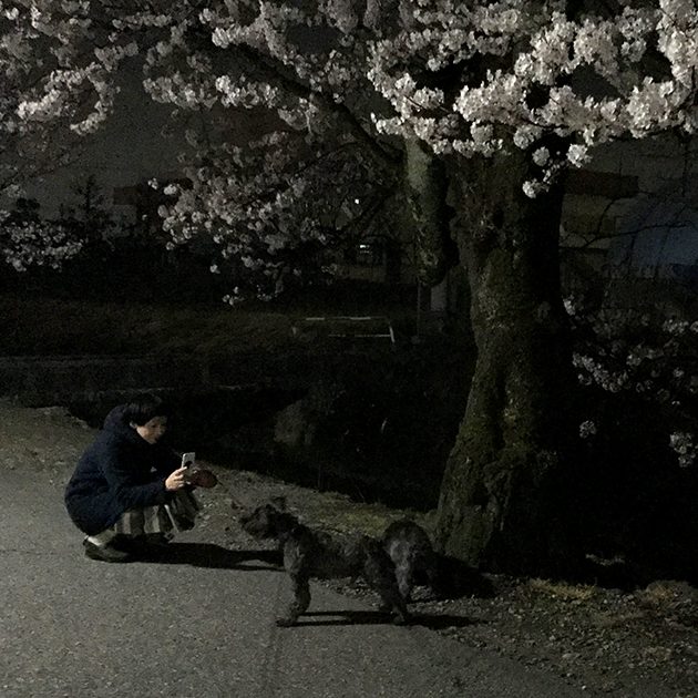 夜桜