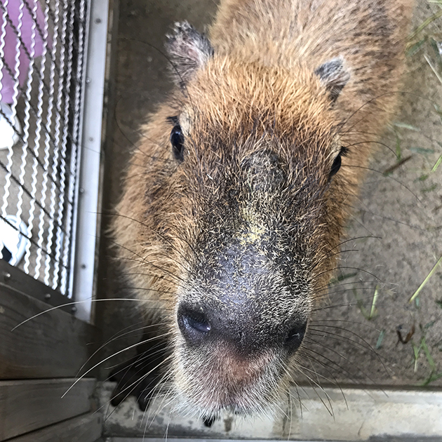 いしかわ動物園