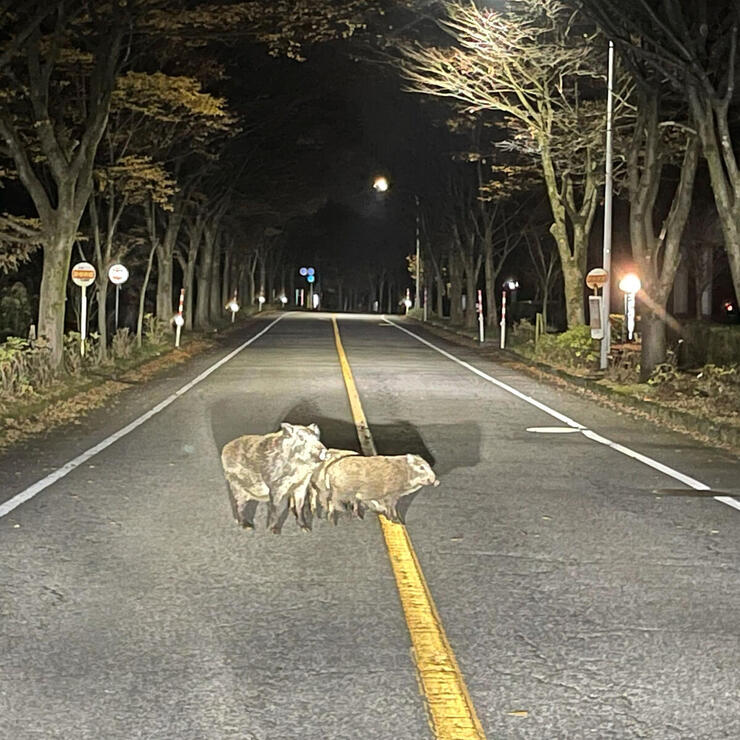 イノシシの親子